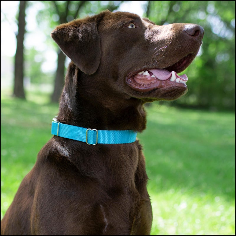 Country Brook Design Country Brook Petz - Premium Nylon Dog Collar with Metal Buckle for Small Medium Large Breeds - 10+ Cool Colors (Medium, 3/4 Inch, Ice Blue) - Image 2